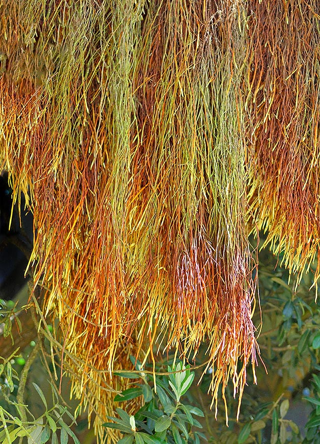 To protect from the dangerous ultraviolet rays these roots present red-orange pigments.