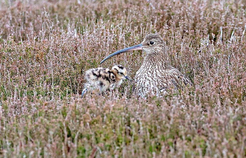 Parent of Numenius arquata with chick. The brood lasts about one month but at times also the male participates.