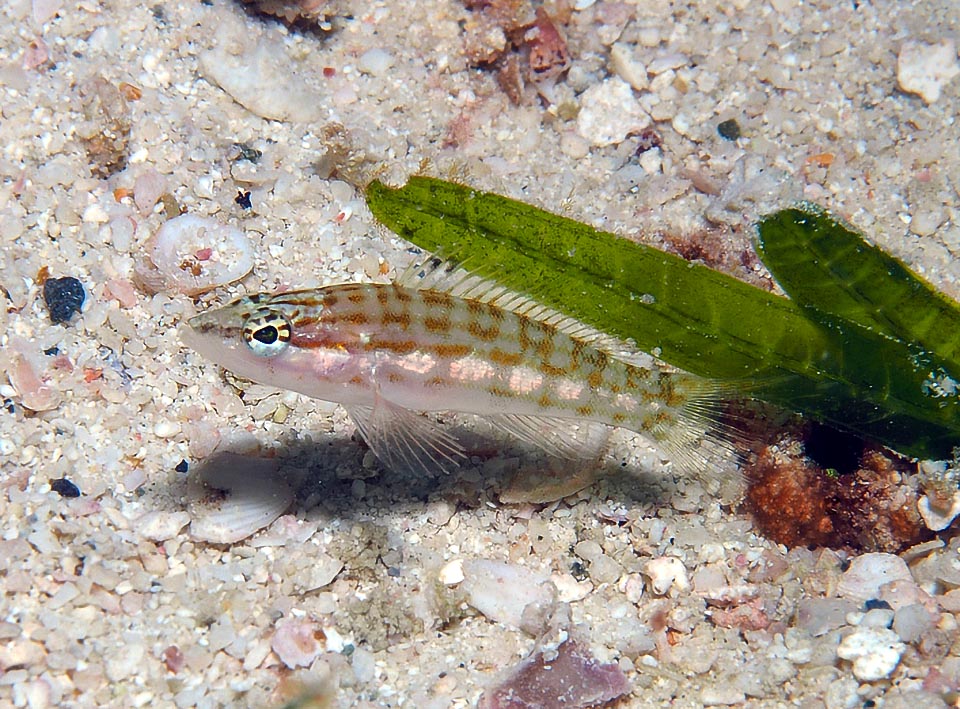 Un giovane. Sono già visibili, in formazione, i tratti della livrea. Presente spesso negli acquari, Serranus tigrinus non è una specie a rischio.