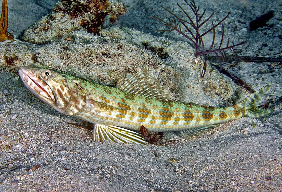 Synodus intermedius è una specie che si nutre prevalentemente di pesci ma anche di molluschi, come seppie e calamari, e crostacei.