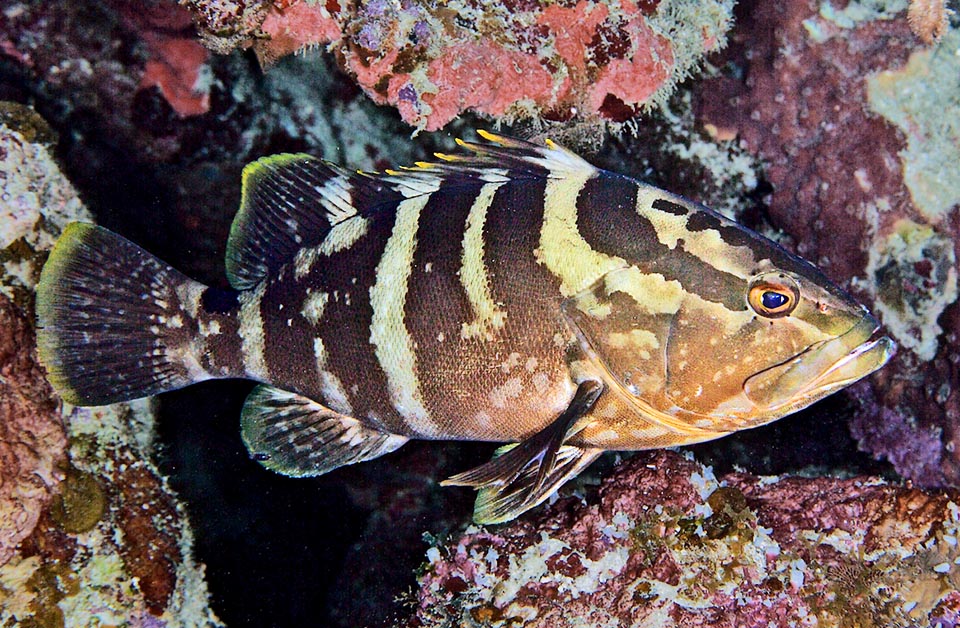 Epinephelus striatus è un pesce che può scendere fino a 90 m spartendo talora il territorio con i conspecifici secondo la profondità.