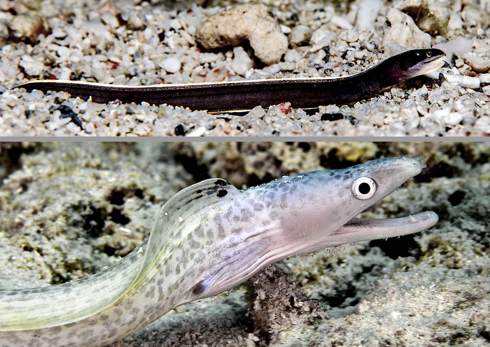 Just after larval phase the juveniles of Gymnothorax moringa are wholly black, but the white long skin crest and the chin. Then, growing, they fade and we note the first spots.