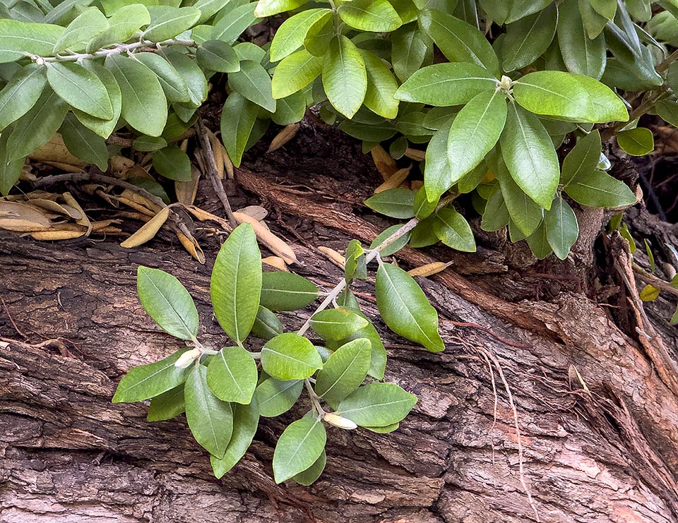 The leaves of Metrosideros excelsa are coriaceous, olive green ob the upper pagina. Bark is robust and corky.