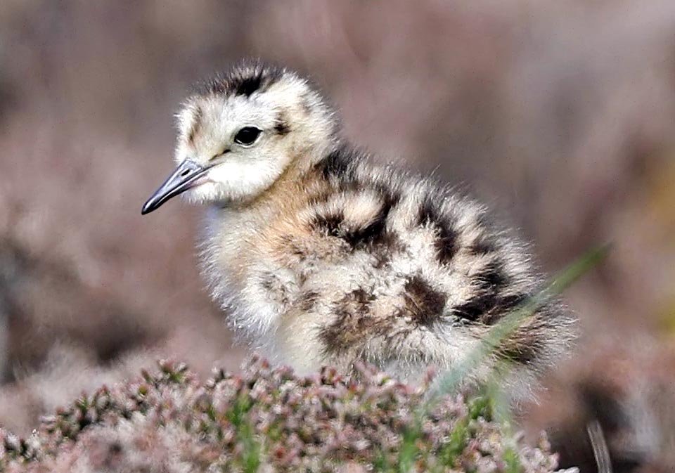 Just after birth the chicks of Numenius arquata leave the nest and disperse in the surroundings.