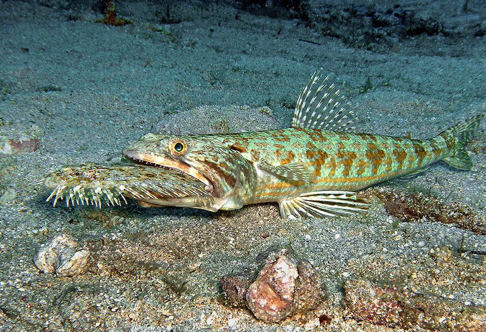 Qui Synodus intermedius ha appena catturato un Bothus ocellatus, giovane collega di caccia, sfortunato, che braccava anche lui d’agguato nascosto sotto la sabbia con gli occhi affioranti.