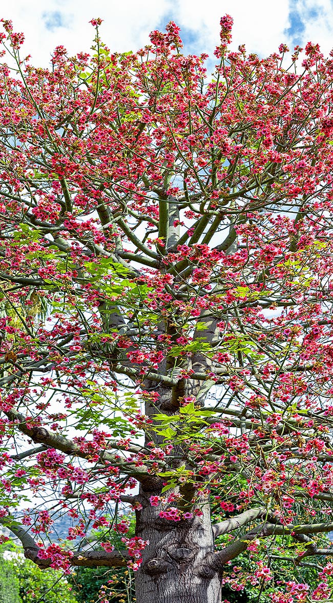 Brachychiton discolor es un árbol del este de Australia que alcanza los 35 m de altura.