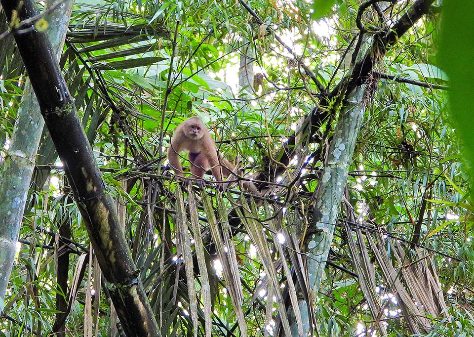 Ecuadorian white-fronted capuchin (Cebus aequatorialis) lives in west Ecuador and north-western Peru forests.