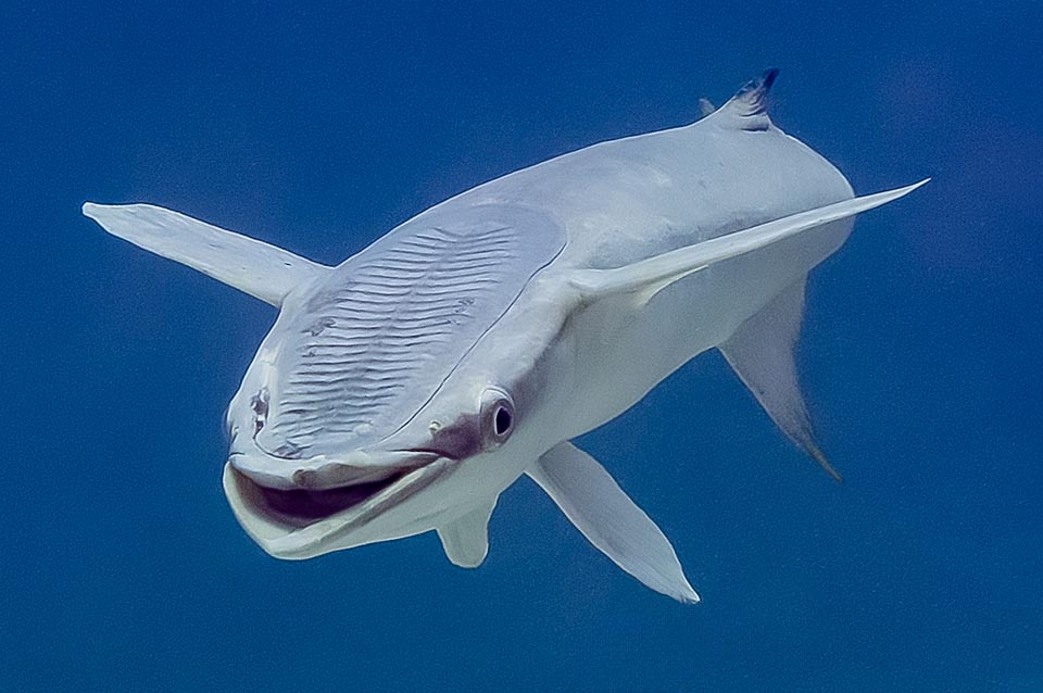 Présent dans les mers tropicales et tempérées, Echeneis naucrates est le plus grand rémora existant. Ici il semble sourire à cause de sa mâchoire supérieure plus courte