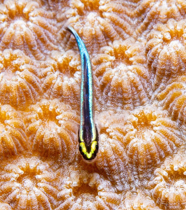 Long au maximum de 4 cm et avec un V sur la tête Elacatinus evelynae est un des plus petits poissons existants.