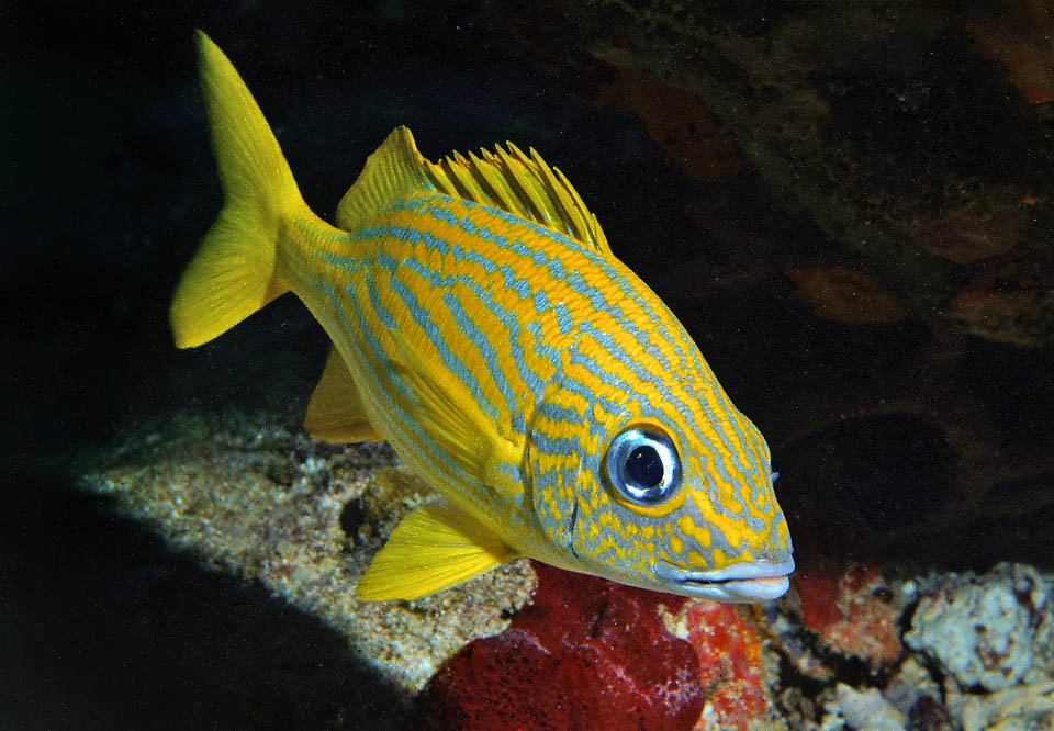 Haemulon flavolineatum is at once recognized by its 3 yellow orange horizontal stripes towards the back, that cross under the lateral line with other diagonal one.