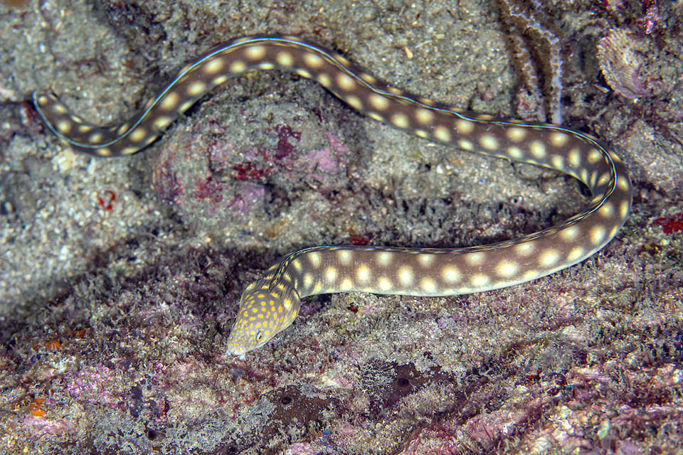 Myrichthys breviceps is a Caribbean snake eel that may be one metre long but usually only 30-75 cm.
