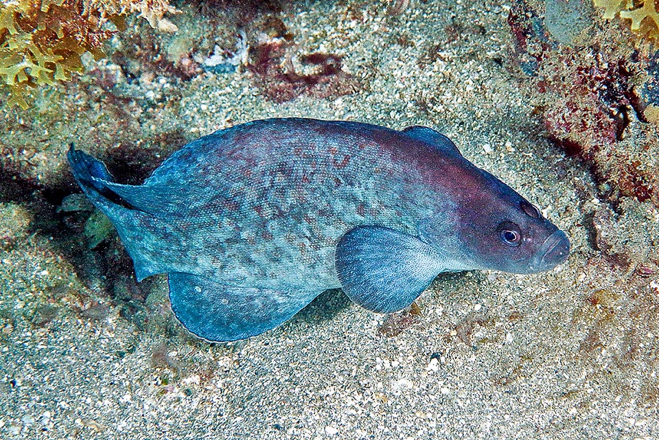 Rypticus saponaceus est un serranidé atypique au corps allongé très comprimé sur les côtés présent dans les eaux tropicales et subtropicales de l'Atlantique.