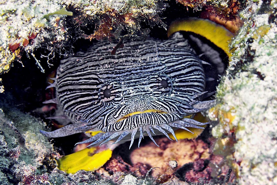 Described only in 1974, the Splendid toadfish (Sanopus splendidus) appears as "Vulnerable" in the IUCN Red List of the endangered species.