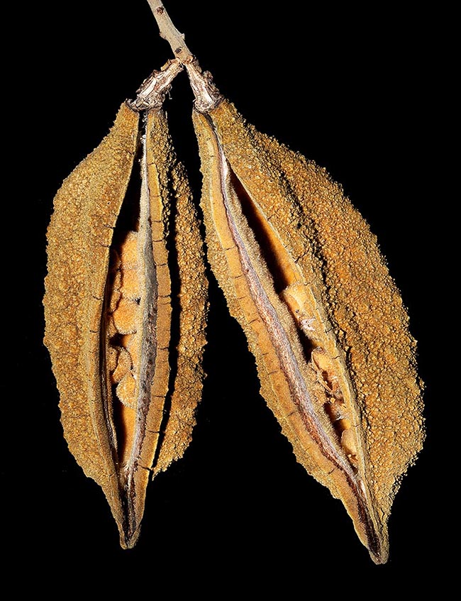 Les graines torréfiées de Brachychiton discolor sont utilisées localement pour préparer une boisson de type café au délicieux goût de noisette.