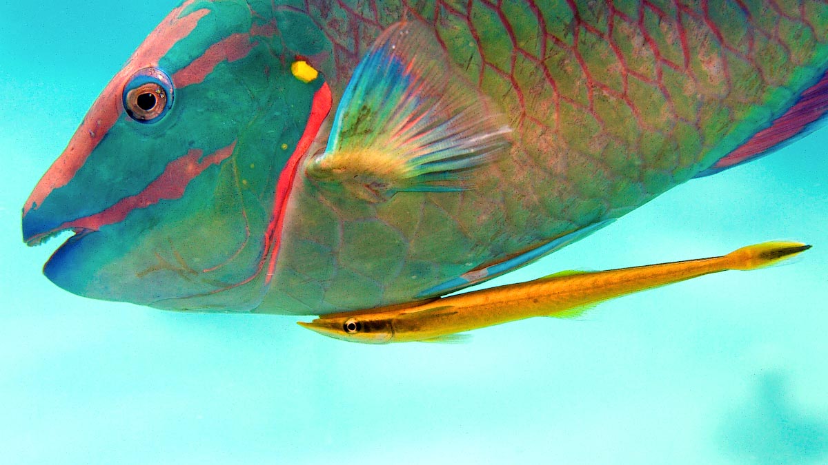 They frequent the cleaning stations freeing fishes from the skin parasites and begin their career as guests attaching to parrotfishes, like this Sparisoma viride.