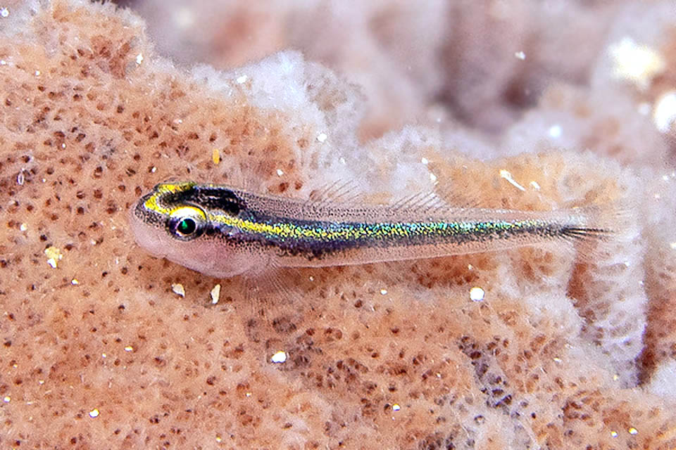 Juveniles of Elacatinus evelynae then grow near their parents. They reach the sexual maturity after about one year and their lifespan is of two years.