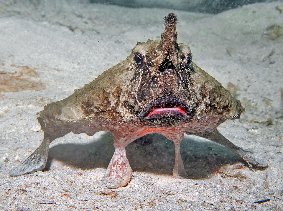 Los métodos de reproducción de Ogcocephalus nasutus aún son poco conocidos. Los huevos son pelágicos y las larvas sólo se metamorfosean cuando llegan al fondo marino.