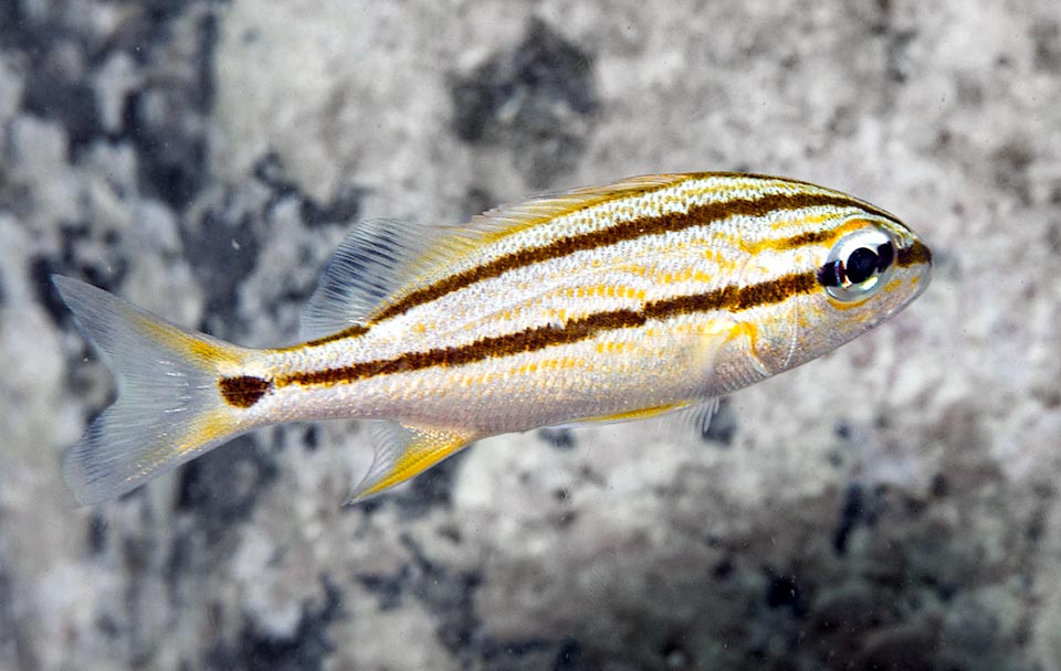 The juvenile livery of Haemulon flavolineatum with two dark horizontal stripes is quite different from the adult one and there is a black spot simulating an eye at the base of the caudal fin.