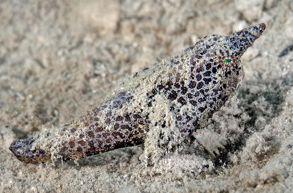 Juveniles, similar to adults with a small horn have a mimetic livery that simulates the gravelly sand thanks to a pale network on dark background.