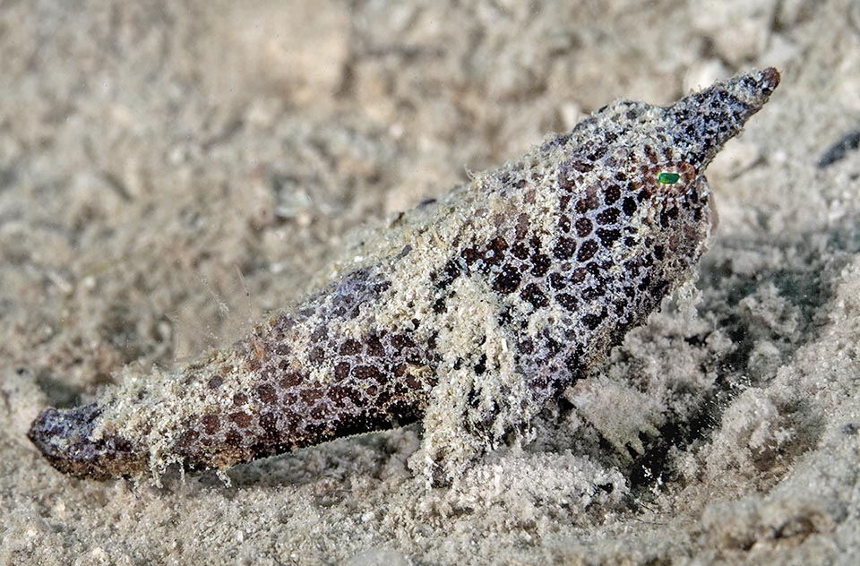 Los juveniles, similares a los adultos con un cuerno pequeño, tienen una librea de camuflaje que simula la pista de grava gracias a una rejilla clara sobre un fondo oscuro.