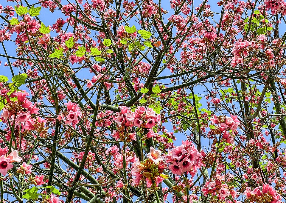 Due to its showy blooming Brachychiton discolor is often present in gardens adapting to various types of soil, provided well drained, tolerating drought and temperatures just under zero.