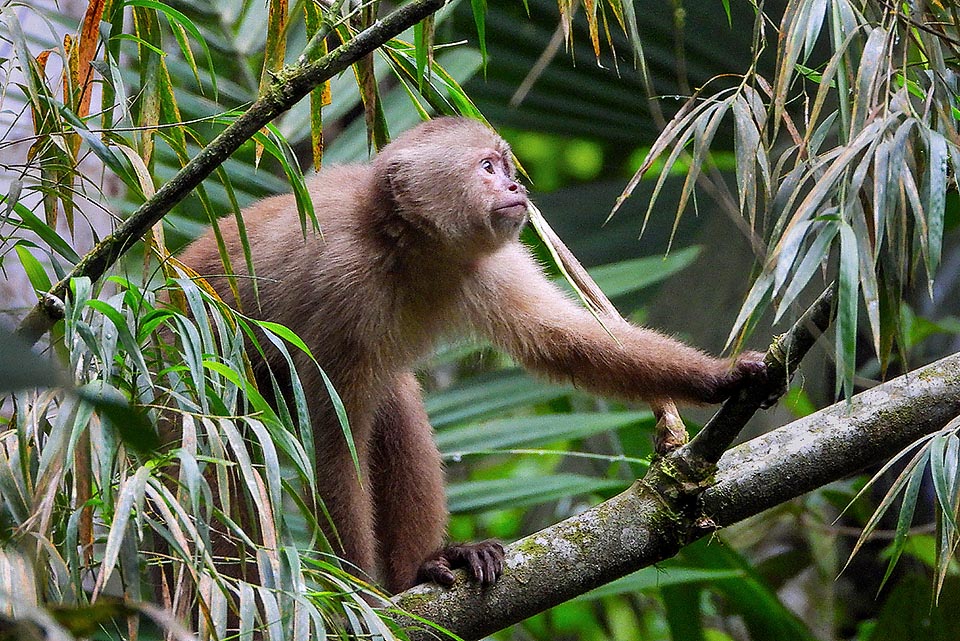 Actif durant la journée, Cebus aequatorialis se déplace agilement dans les branches en groupes de 5 à 20 individus menés par un mâle dominant.