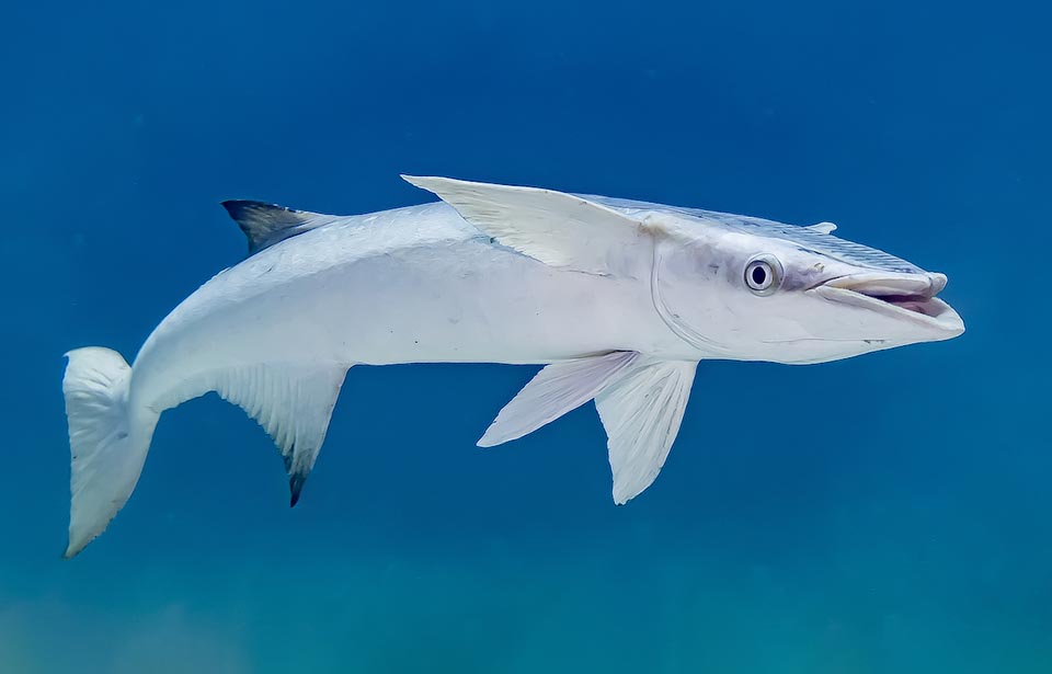 In realtà, la fitta e sottile dentatura di quest’ultima, unita ai denti sul palato, servono a trattenere il plancton che scorre verso la bocca socchiusa, mentre l’ospite si muove.