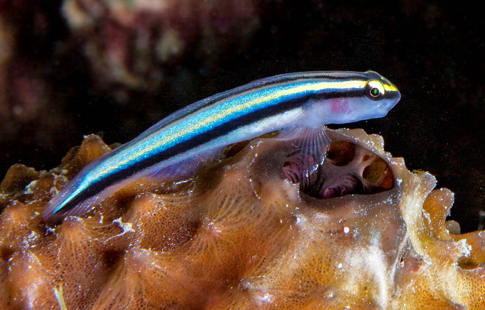 Elacatinus evelynae lives in the Caribbean and is known as Sharknose goby, due to the sharp snout with the mouth located below like the sharks.