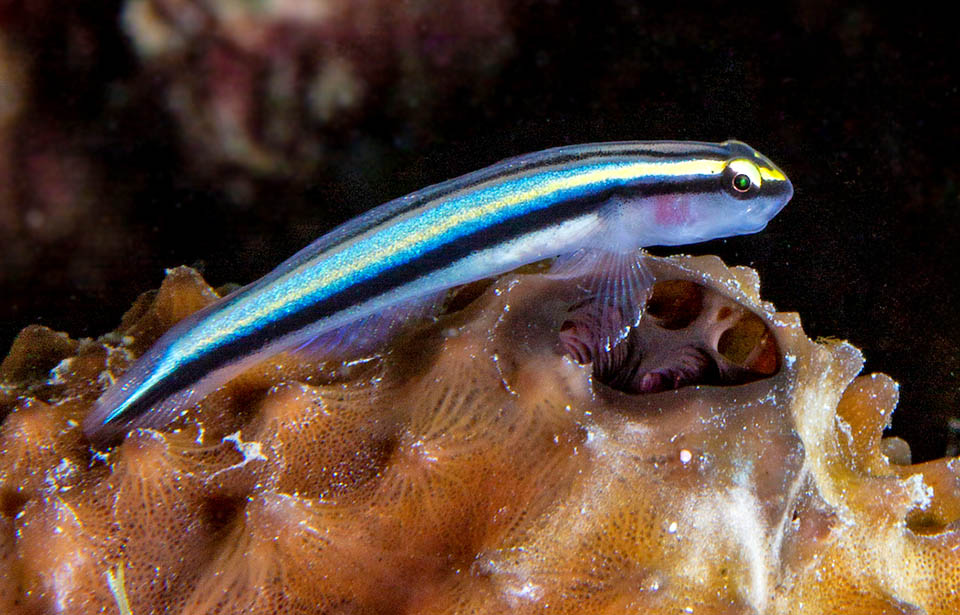 Elacatinus evelynae vive ai Caraibi ed è noto come Ghiozzo dal naso di squalo, per il muso appuntito con la bocca posta in basso come gli squali.