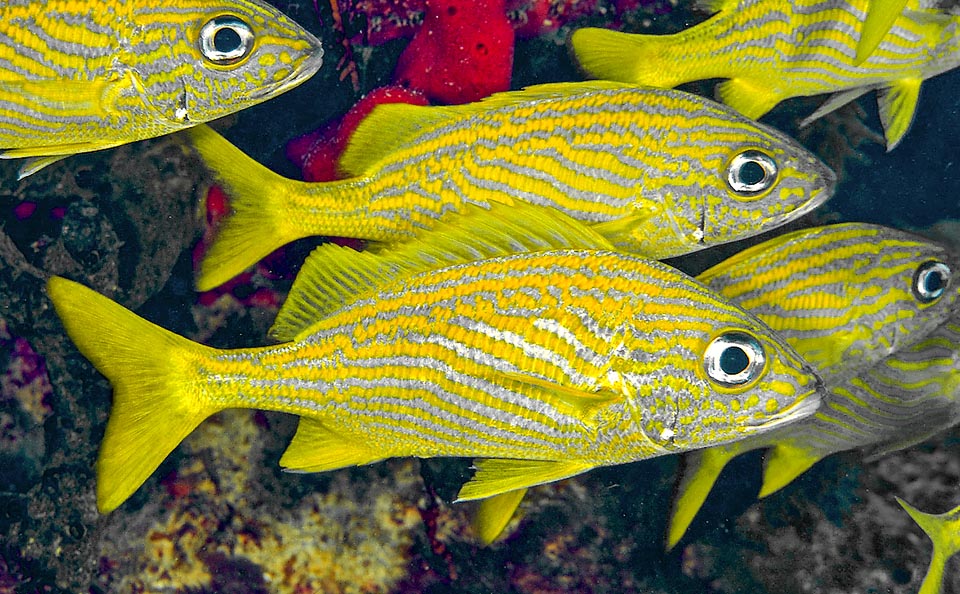 Haemulon flavolineatum est un poisson des Caraïbes de la famille des Haemulidae qui peut atteindre 30 cm.
