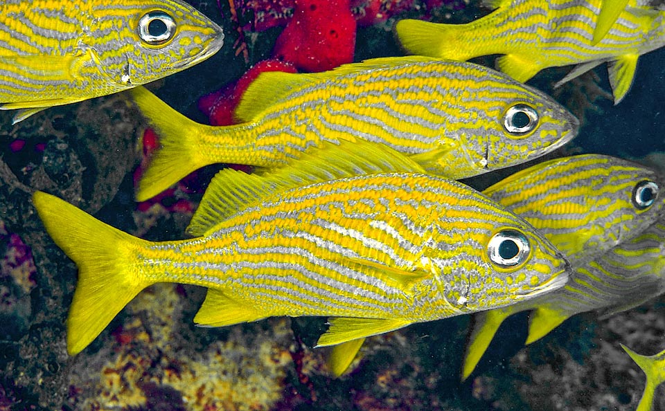 Haemulon flavolineatum is a Caribbean fish of the family of the Haemulidae that can attain the length of 30 cm.