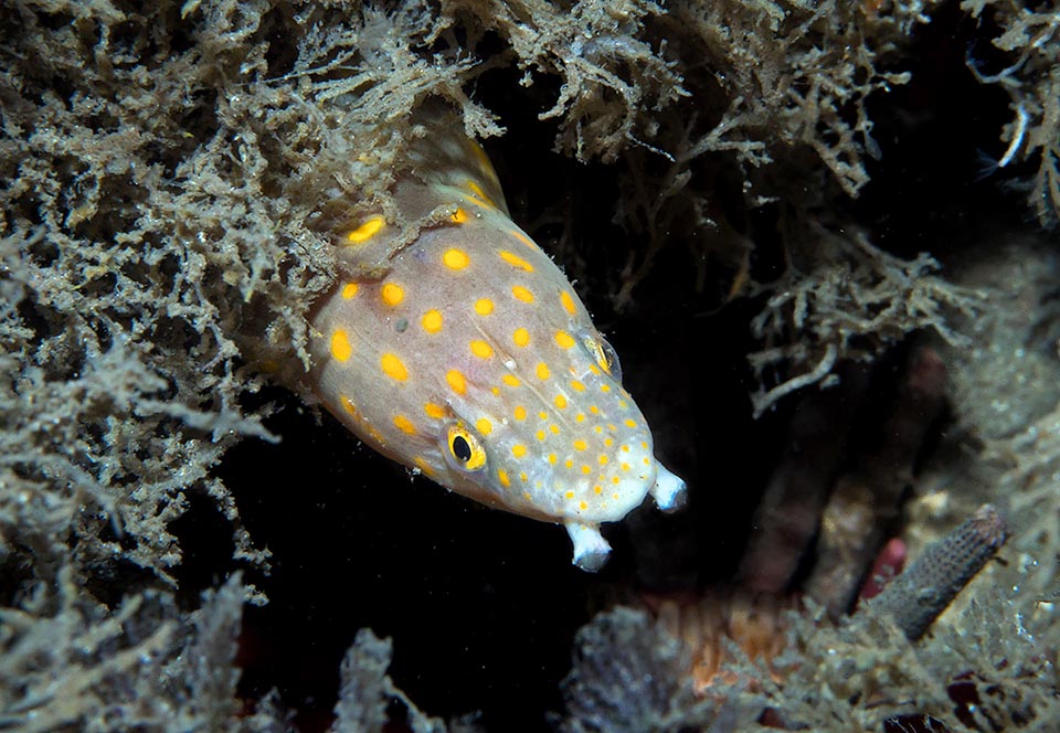 Sa tête aux taches orange typiques de Myrichthys breviceps a 2 narines tubulaires voyantes dirigées vers le bas plus 2 autres trous olfactifs sur la tête communiquant avec la bouche.