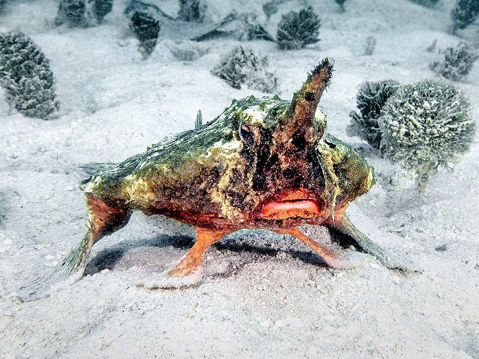 Ogcocephalus nasutus lives in the Caribbean, from south-east Florida, Bahamas and the Gulf of Mexico to the north coasts of Brazil and Antilles.