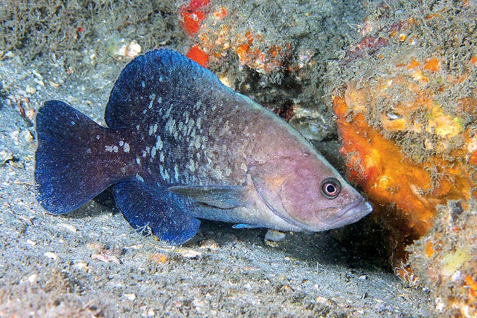 Rypticus saponaceus n'a pas de rayons épineux sur la nageoire anale. La dorsale en a 3 plus 23 à 26 rayons mous qui s'ouvrent en forme de voile vers la queue © Kevin Bryant