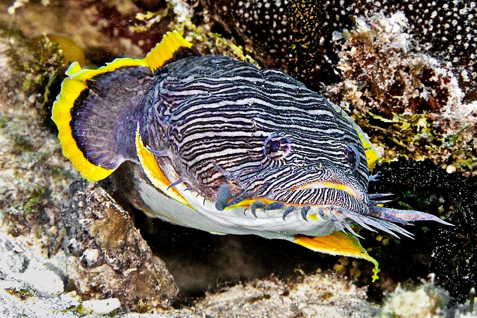 Aparte de la degradación del hábitat, de hecho Sanopus splendidus es una especie con un área de distribución limitada en la isla de Cozumel en México y en el arrecife de Glover frente a la costa de Belice.