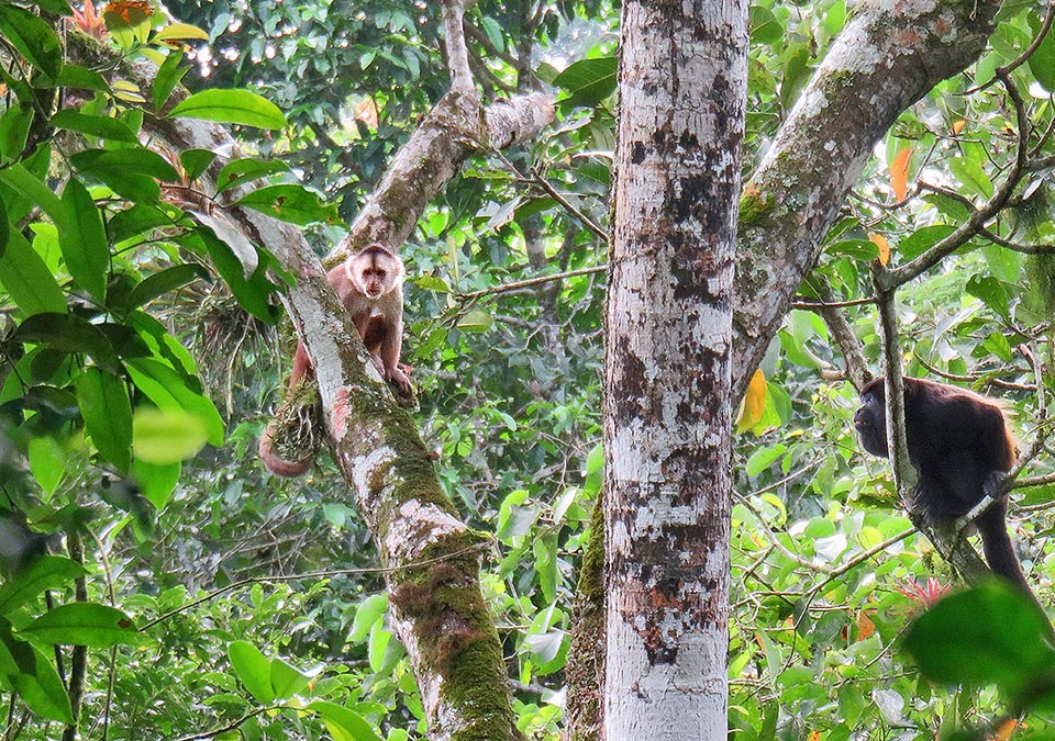 Parfois, Cebus aequatorialis partage son aire avec d'autres espèces de Cebus ou avec des singes hurleurs comme ici Alouatta palliata.