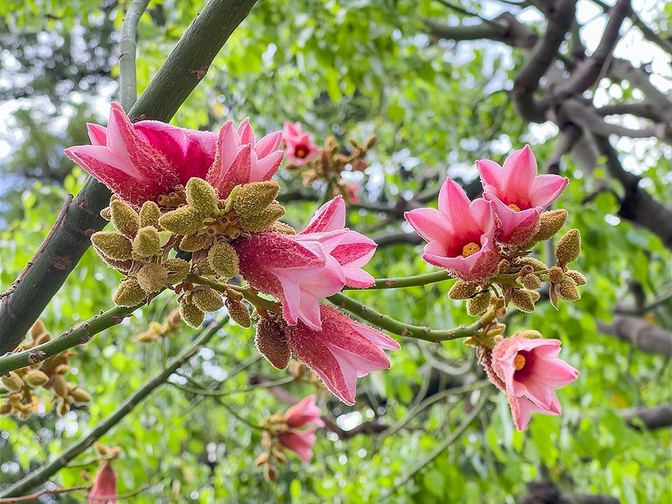Brachychiton discolor es una especie monoica con flores unisexuales. Las inflorescencias, cubiertas por pelos castaños, son axilares, paniculadas, en general con 5-8 flores.