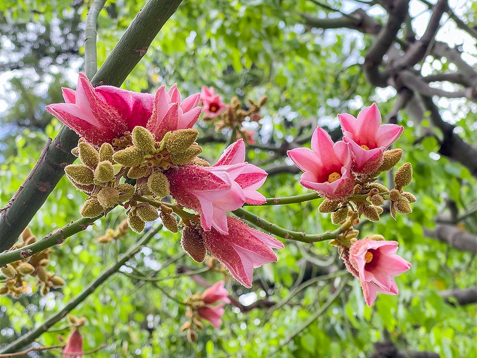 Brachychiton discolor è una specie monoica con fiori unisessuali. Le infiorescenze, ricoperte da una peluria bruna, sono ascellari, panicolate, generalmente con 5-8 fiori.