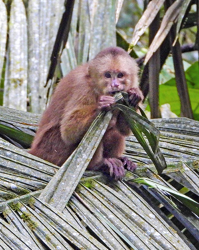 Cebus aequatorialis consacre une bonne partie de la journée à la recherche de nourriture. Celui-ci mâche les feuilles de Phytelephas macrocarpa, un palmier de la forêt tropicale connu localement comme Tagua, qui pousse jusqu'à 1200 m d’altitude.