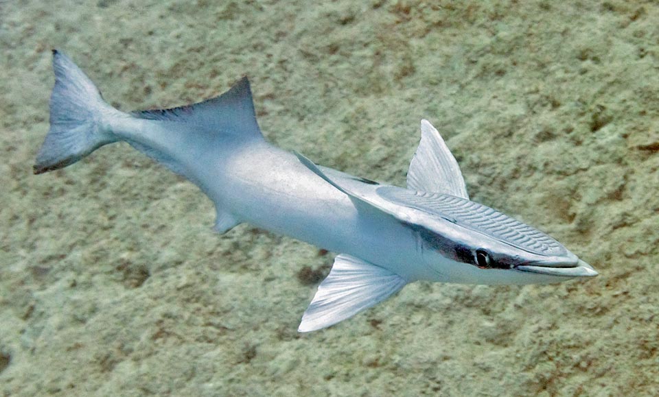 Además, a diferencia de la mayoría de las rémoras, Echeneis naucrates también nada de forma autónoma, depredando peces, calamares y cangrejos con los largos dientes de la mandíbula inferior.