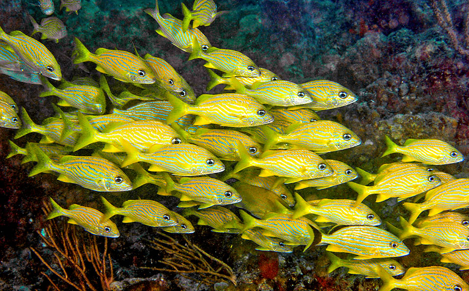 Haemulon flavolineatum often lives mixed with other haemulids like Haemulon sciurus, well visible on right below with the base of the caudal fin and of the dorsal blackish.