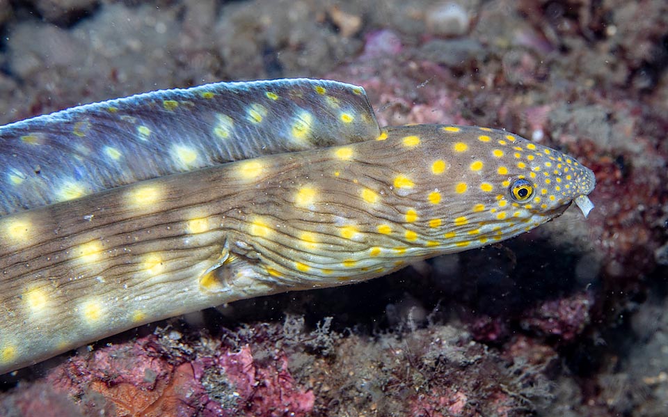 En realidad Myrichthys breviceps es un pez que localiza sus presas gracias a su olfato. En el cuerpo y la aleta dorsal que llega hasta el ano, las manchas de la cabeza se ensanchan, se aclaran y se vuelven borrosas. Aquí observamos, cerca de la abertura branquial, una de las dos diminutas aletas pectorales que las morenas han perdido durante la evolución.