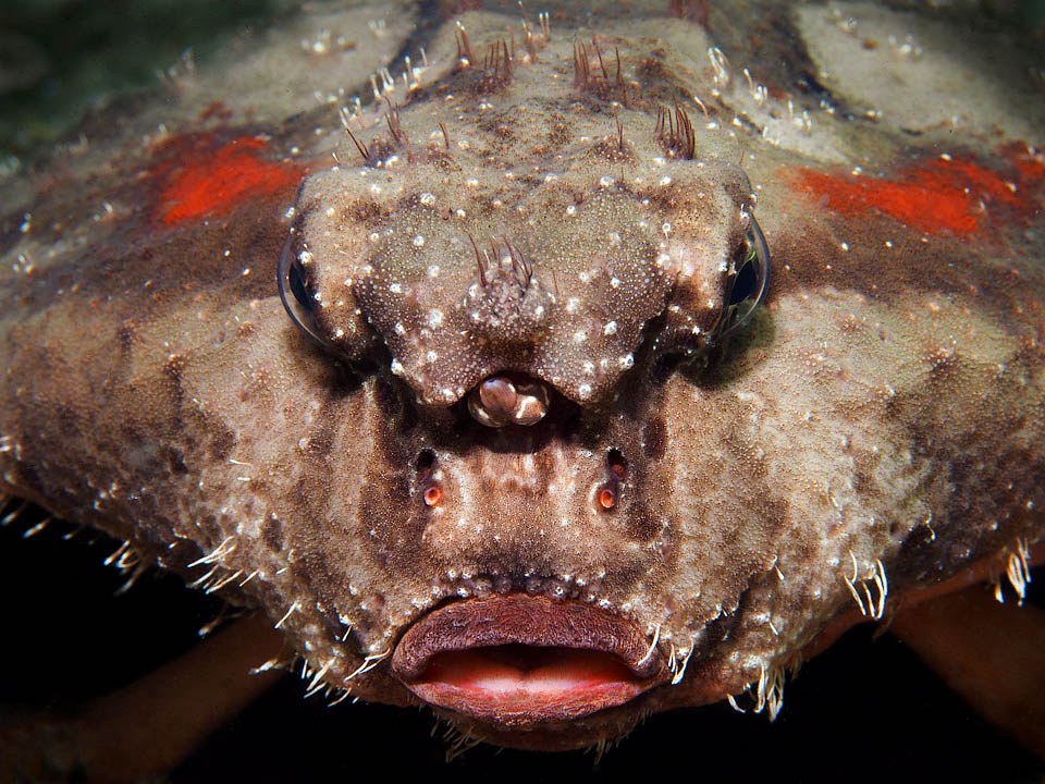 Il appartient aux Lophiiformes, des poissons qui chassent avec un illicium, une sorte de ligne de pêche ici minuscule et visible au centre de la photo avec 3 appâts arrondis.