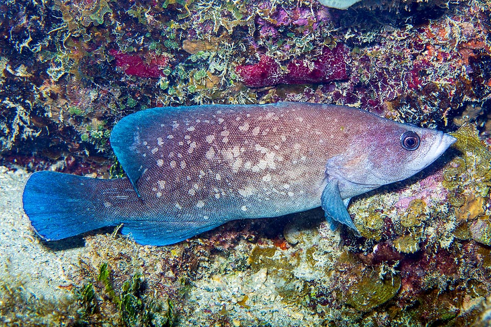 The lower jaw of Rypticus saponaceus is protruding with an unusual fleshy knob. The livery, greyish brown with irregular clear spots, often tends to violet blue, especially on the fins.