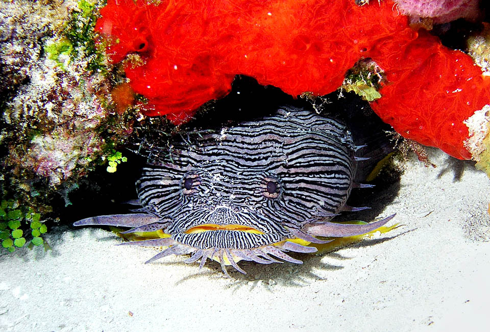 Sanopus splendidus is usually found from 10 and 15 m of depth, while peeking with its wide and flat head from small caves under the cotrals.