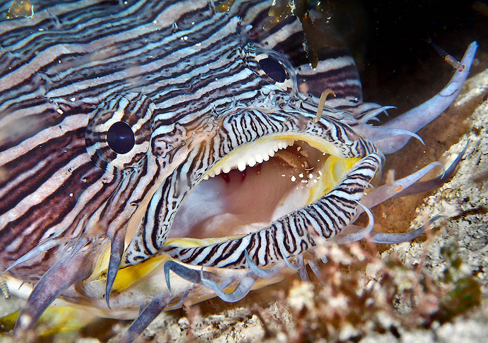 Sanopus splendidus es una especie costera bentónica que se alimenta de pequeños peces, gasterópodos y poliquetos. La gran boca está armada de pequeños dientes afilados.