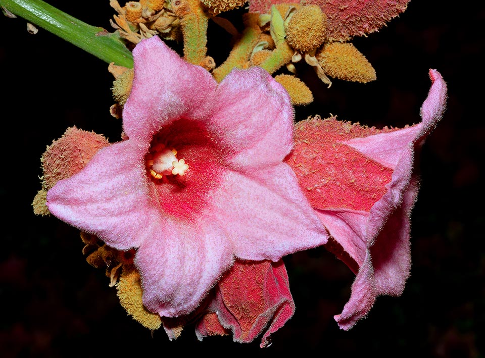 I fiori femminili di Brachychiton discolor hanno un ovario con 5 carpelli liberi, sormontati da stigmi color crema. Alla base dell’ovario sono presenti stami rudimentali, abortiti (staminoidi).