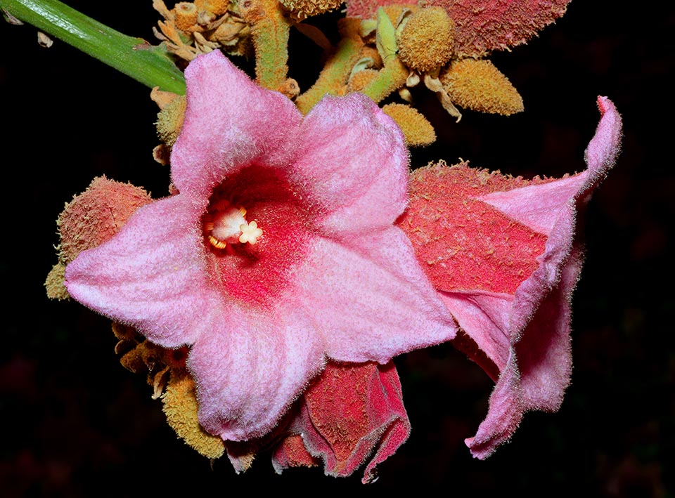 Female flowers of Brachychiton discolor have a 5 free carpels ovary, surmounted by cream-coloured stigmas. At the ovary base stand rudimentary stamens, aborted (staminoids).