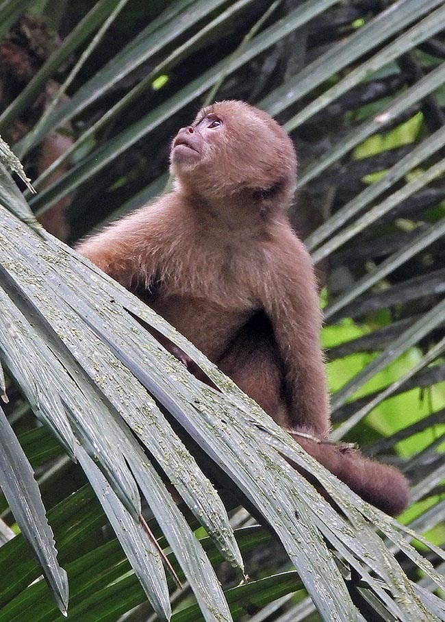 Then it sees that the group has found above, among the canopy branches, tasty fruits.