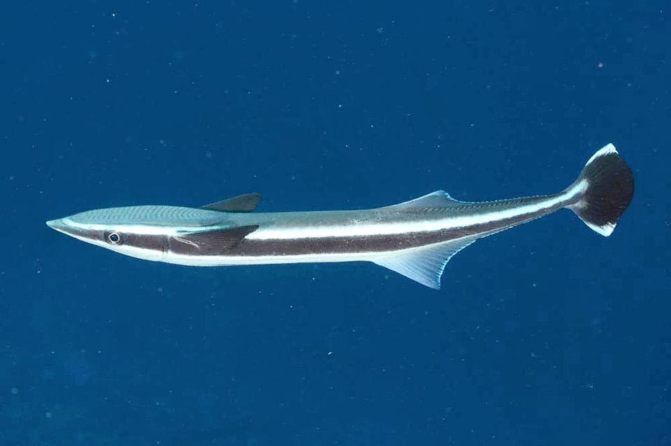 La livrea di Echeneis naucrates varia con le dimensioni dell’animale. Specie nei giovani, si nota una fascia scura che solca il pesce attraversando l’occhio.